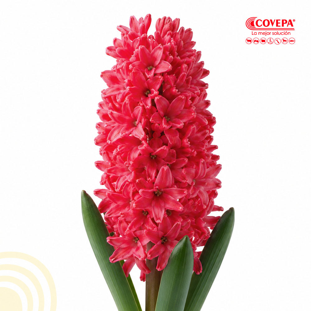 Semilla Flor Bulbos de Jacinto Rojo (5u)