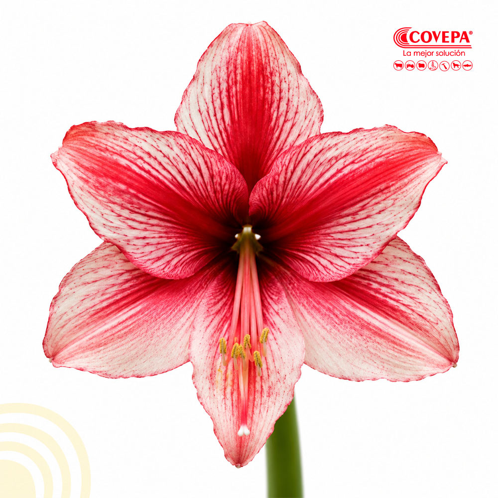 Semilla Flor Bulbo Amaryllis Revelation Rojo con Rosado (1u)