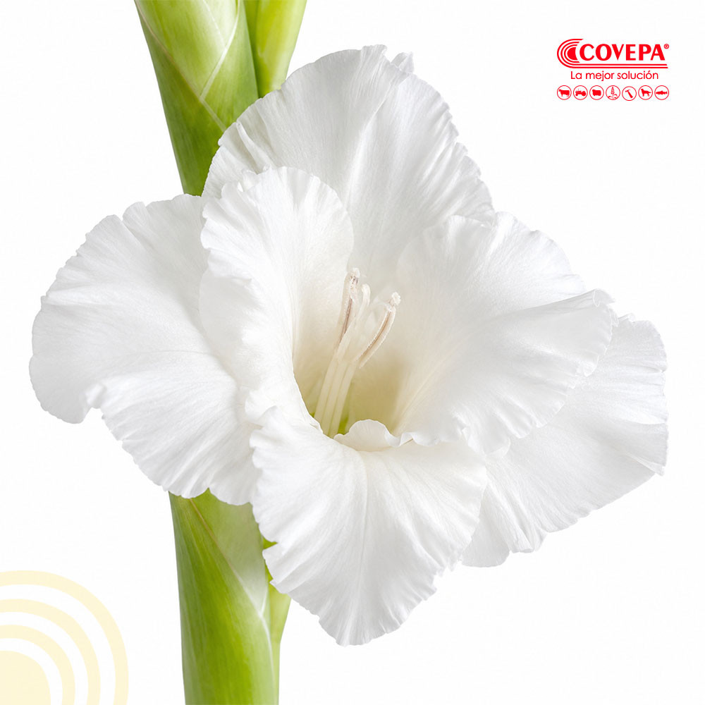 Semilla Flor Cormos de Gladiolo Blanco (5u)