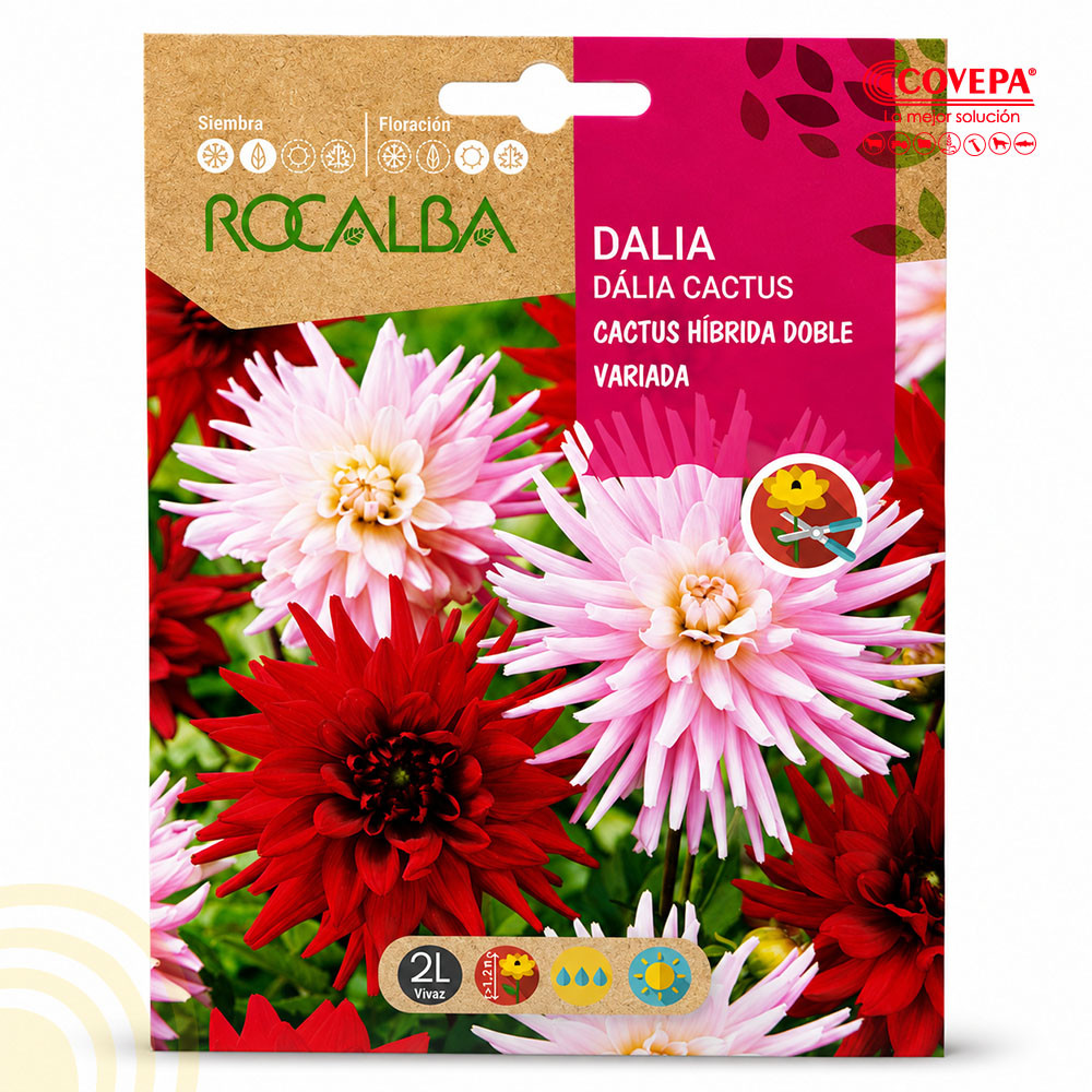 Semilla Flor Dalia Cactus Híbrida Doble Variada