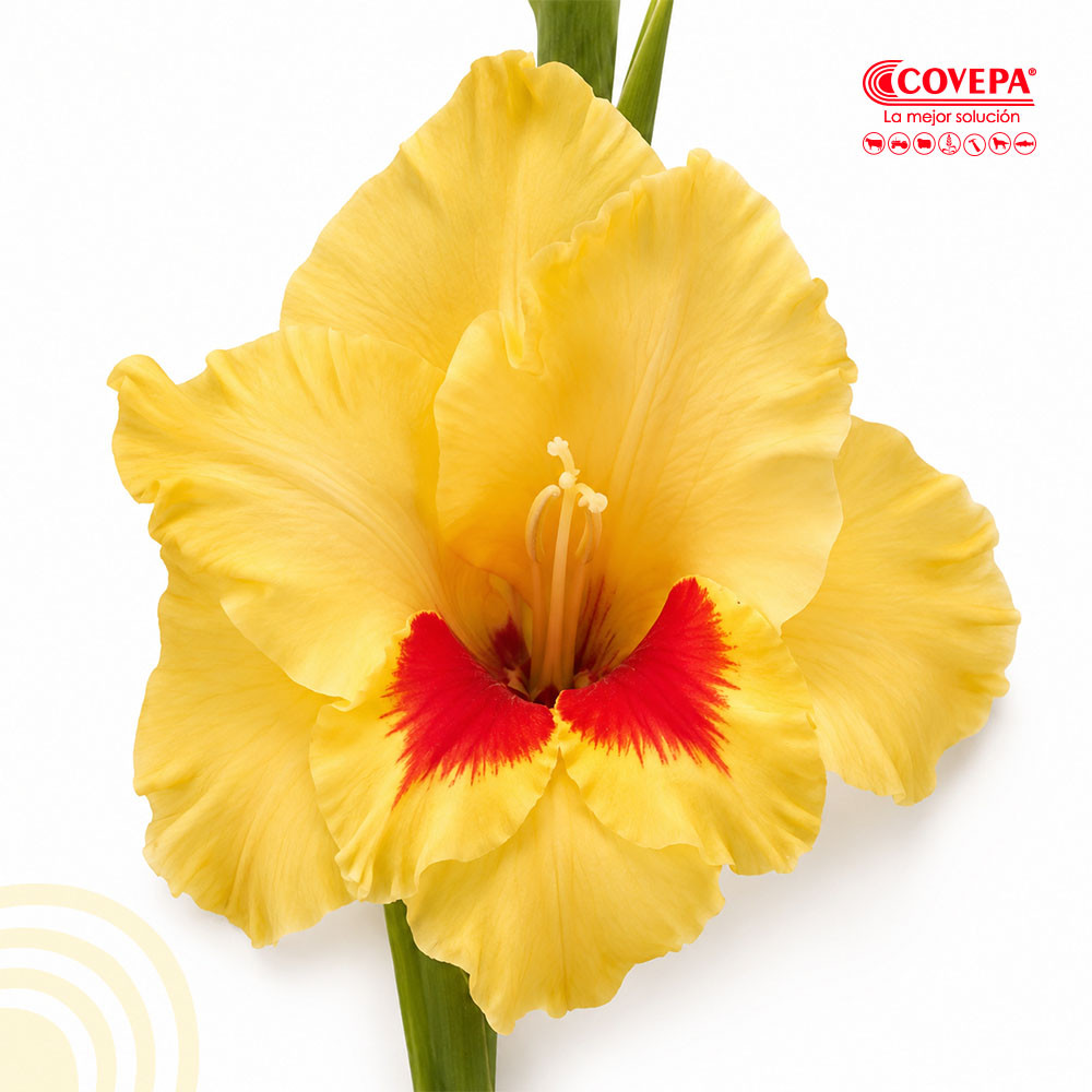 Semilla Flor Cormos de Gladiolo Amarillo con Rojo (5u)