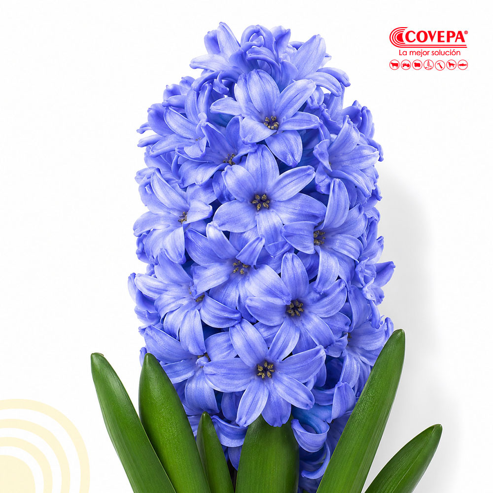 Semilla Flor Bulbos de Jacinto Azul (5u)