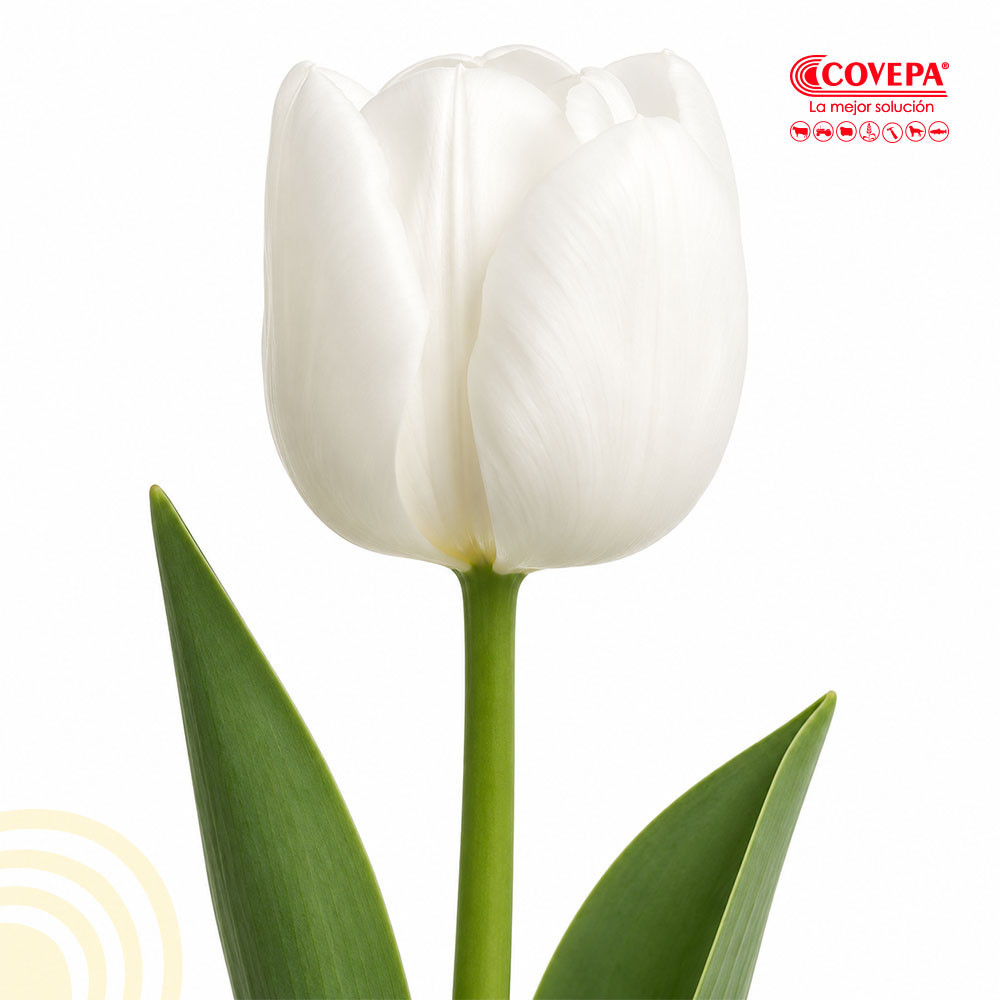 Semilla Flor Bulbos de Tulipán Blanco (5u)