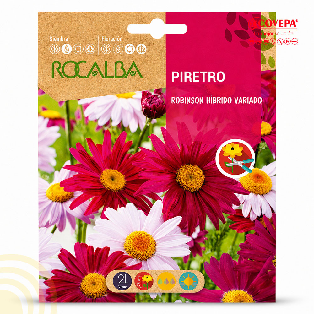 Semilla Flor Piretro Robinson Híbrido Variado