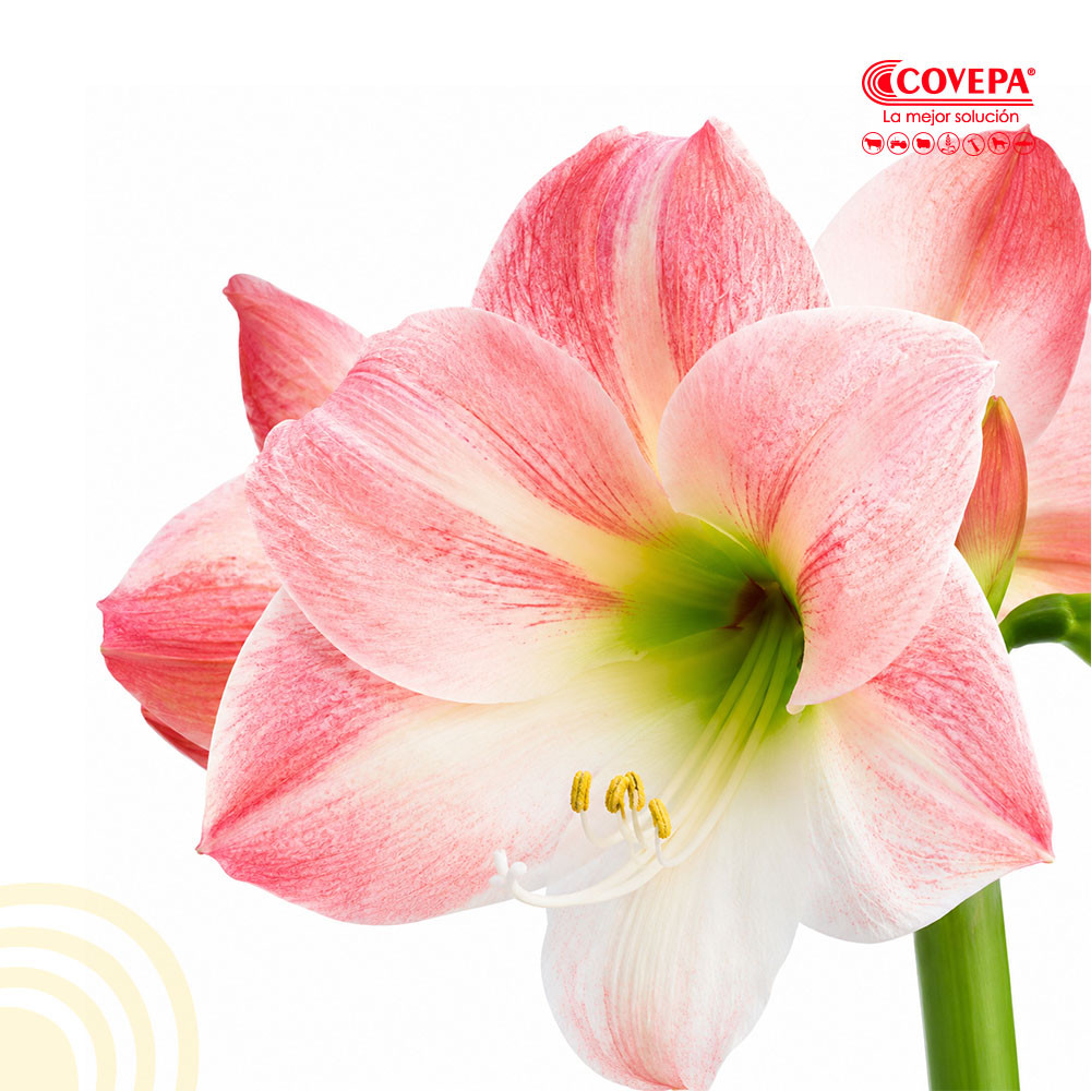 Semilla Flor Bulbo Amaryllis Cherry Blossom Rosado (1u)
