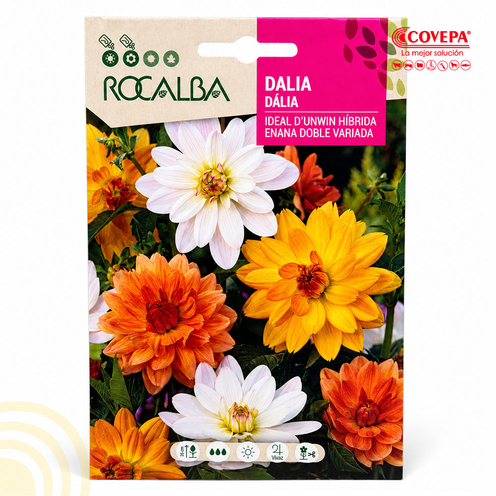 Semilla Flor Dalia Ideal D'Unwin Híbrida Enana Doble Variada