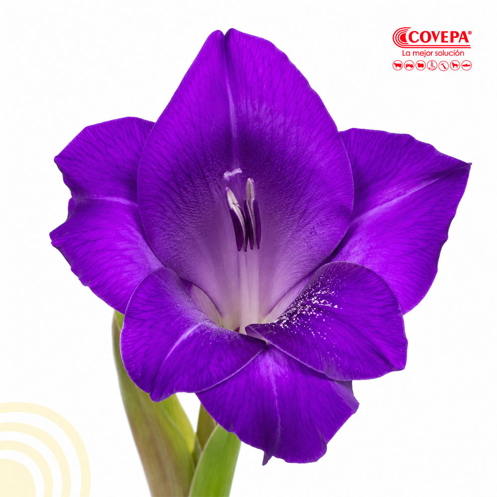 Semilla Flor Cormos de Gladiolo Púrpura (5u)