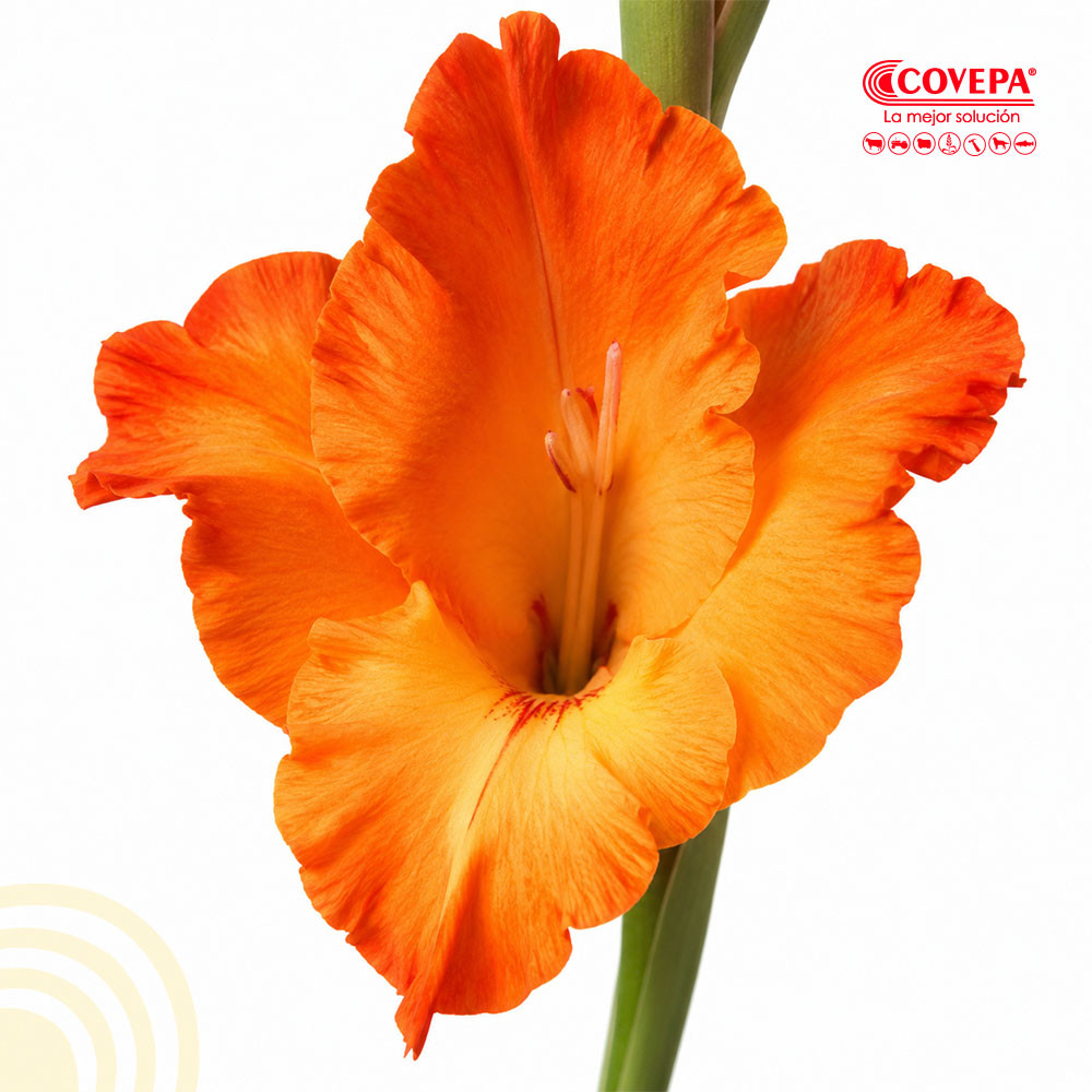 Semilla Flor Cormos de Gladiolo Naranjo (5u)