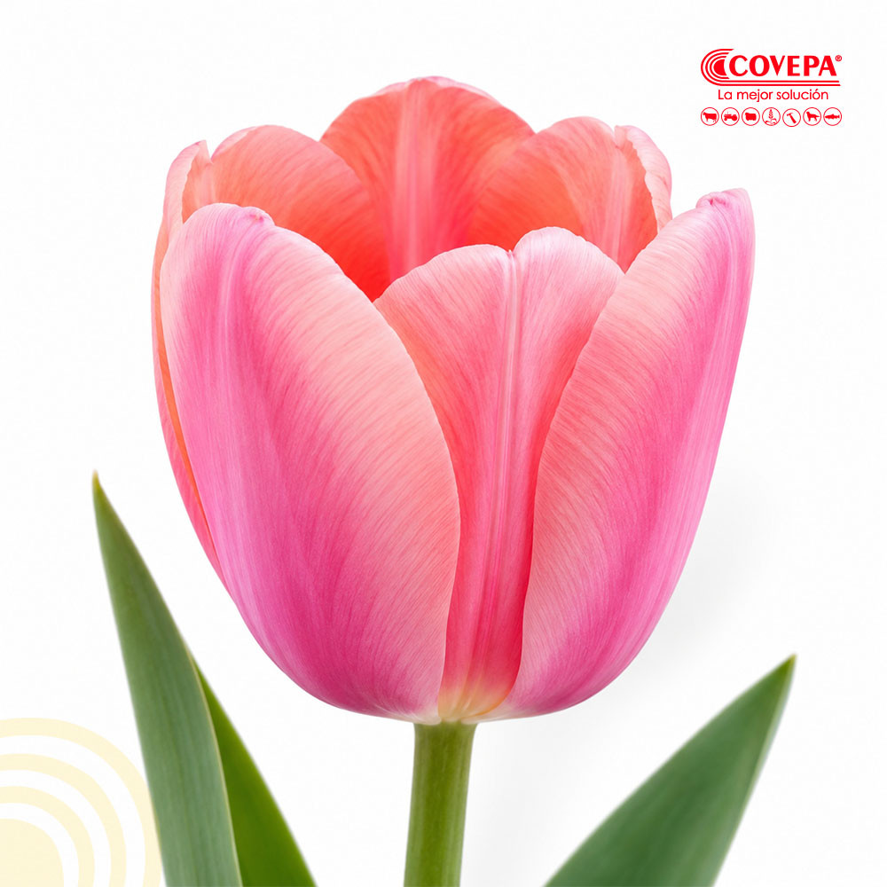 Semilla Flor Bulbos de Tulipán Rosado (5u)