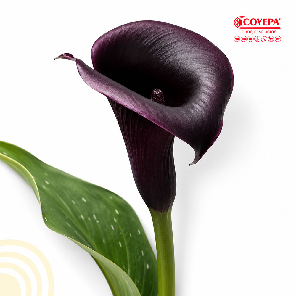 Semilla Flor Rizoma de Cala Negra (1u)