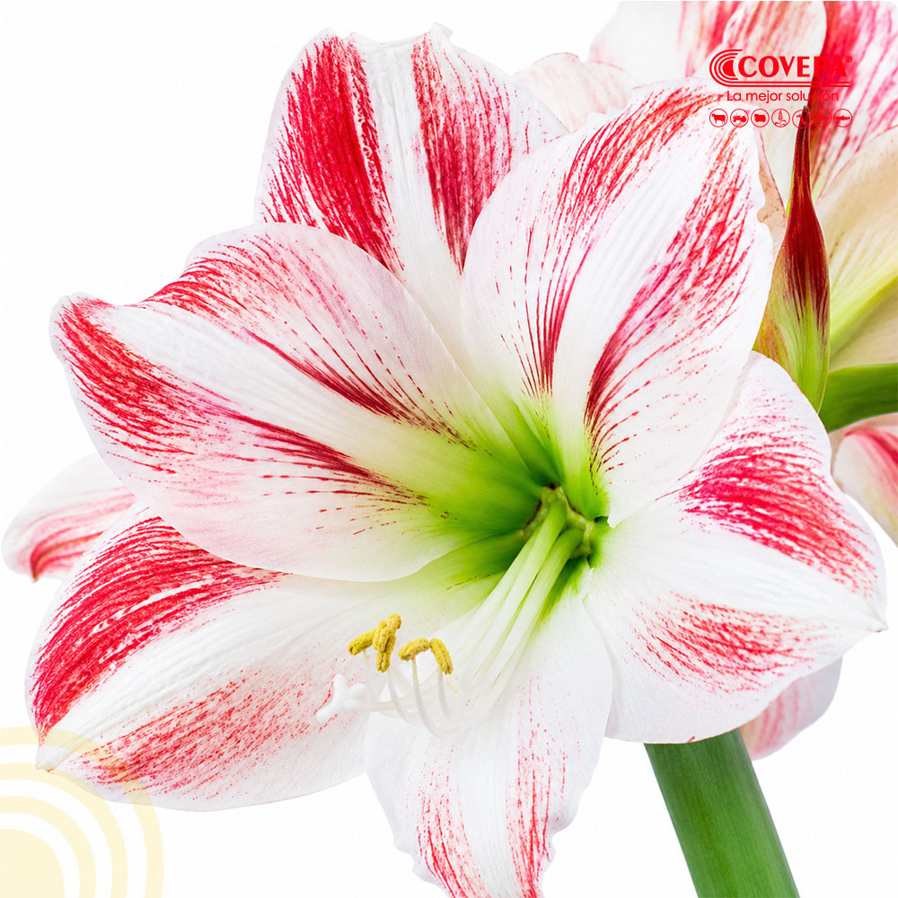 Semilla Flor Bulbo Amaryllis Blossom Peacock Blanco con Rojo (1u)