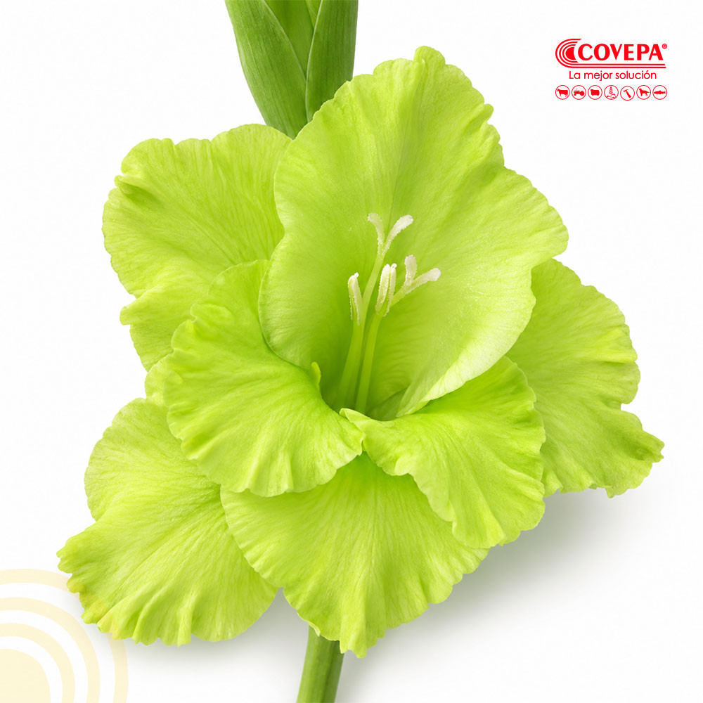 Semilla Flor Cormos de Gladiolo Verde (5u)