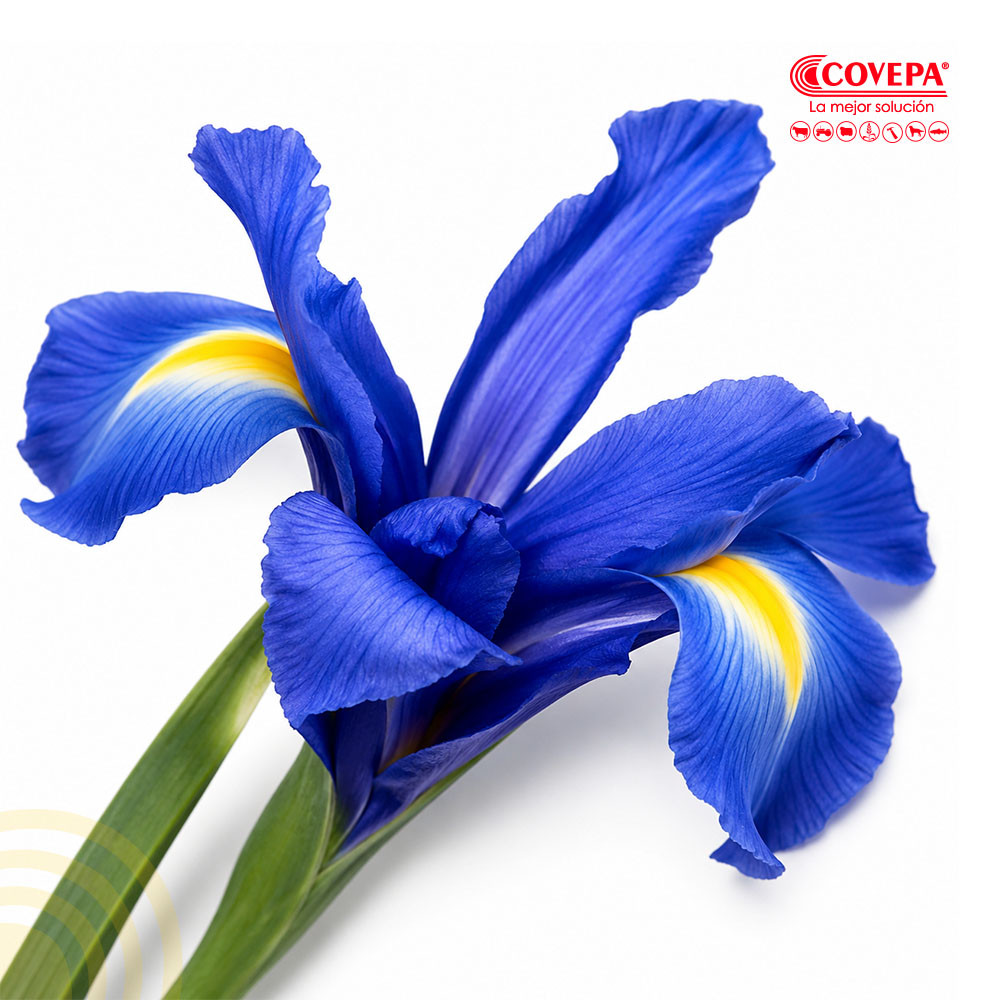Semilla Flor Bulbos de Iris Azul (5u)