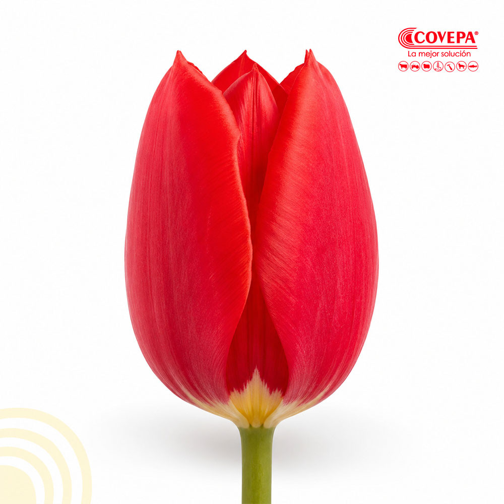 Semilla Flor Bulbos de Tulipán Rojo (5u)