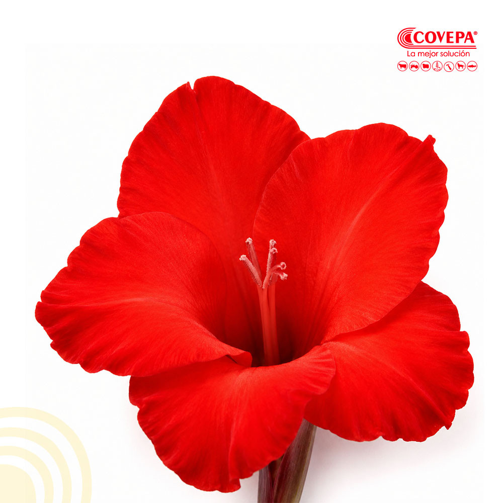 Semilla Flor Cormos de Gladiolo Rojo (5u)