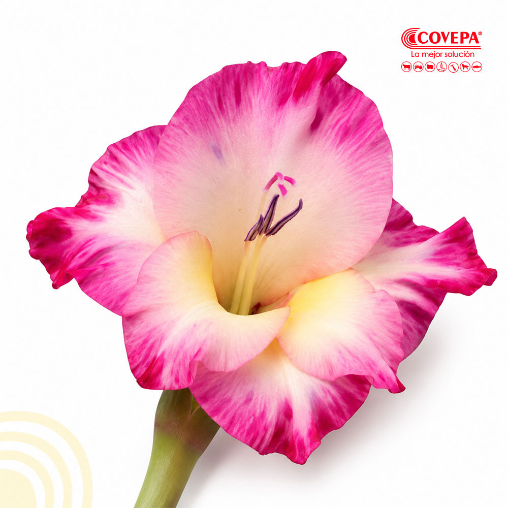 Semilla Flor Cormos de Gladiolo Rosado con Blanco (5u)