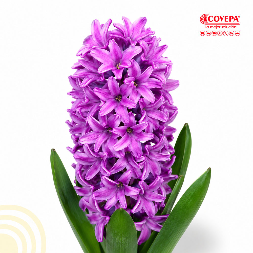 Semilla Flor Bulbos de Jacinto Morado (5u)